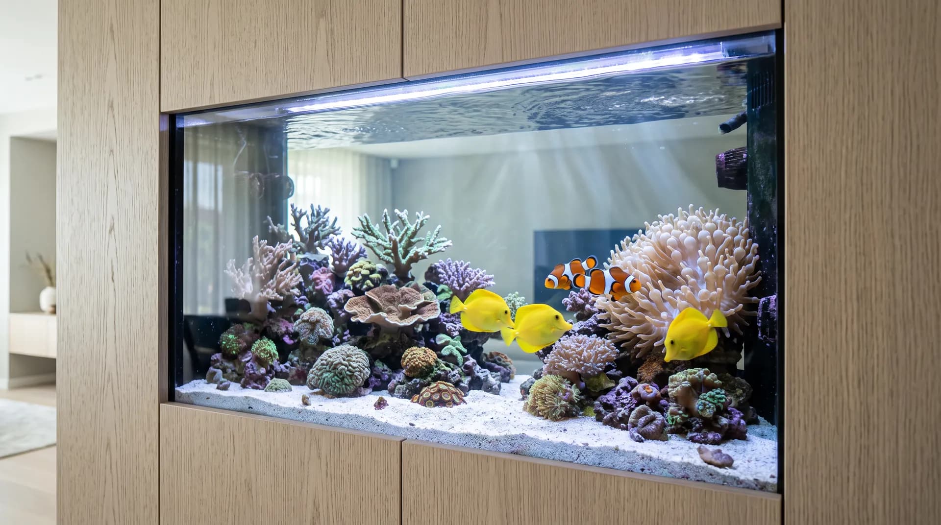 Aquarium récifal et eau de mer